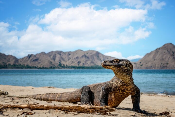 Indonézia sárkányainak otthona – Komodo