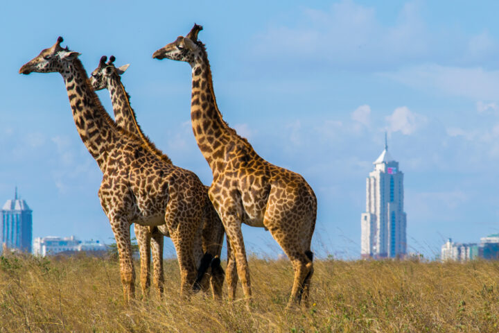 Zanzibár & Kenya (szafarival)