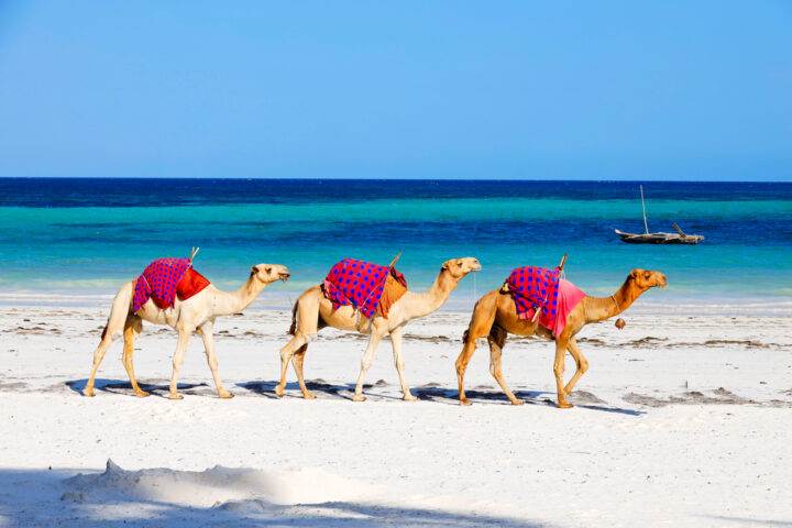 Kenya – Privát szafari tengerparti pihenéssel