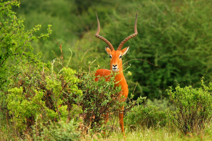 Kenya – „Ritka Vadon” privátszafaris kiskaland